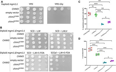 Severe mitochondrial encephalomyopathy caused by de novo variants in OPA1 gene